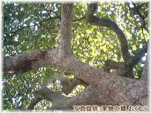 日本最大のアボカドの木