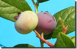 オニールの栽培 ブルーベリーの品種