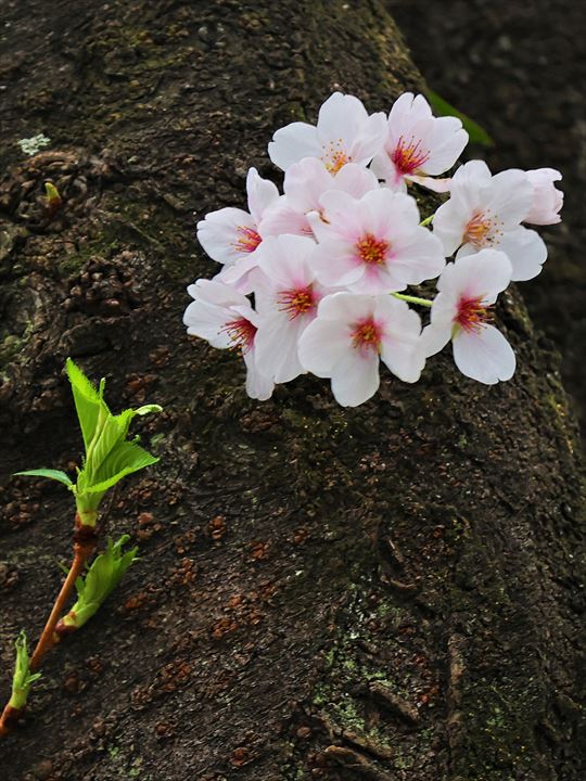 cherryblossoms