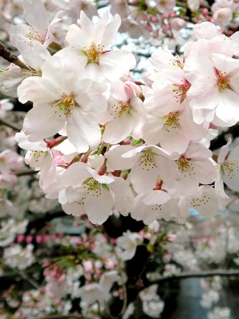 目黒川の桜