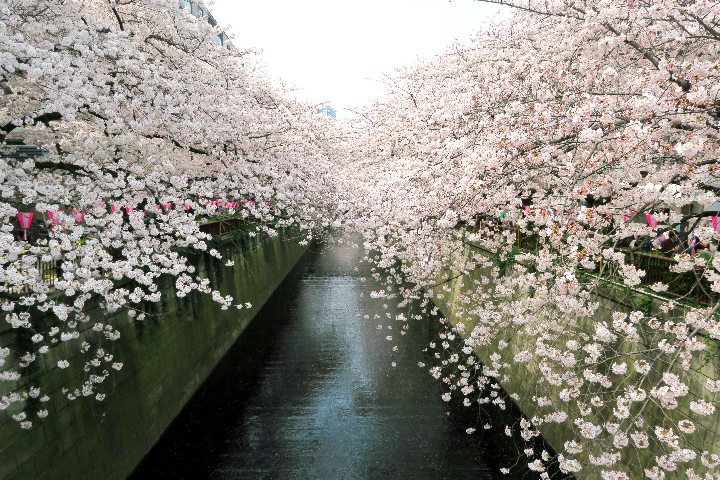 目黒川の桜満開