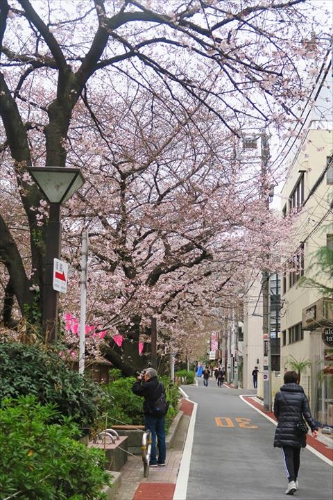 一分咲き