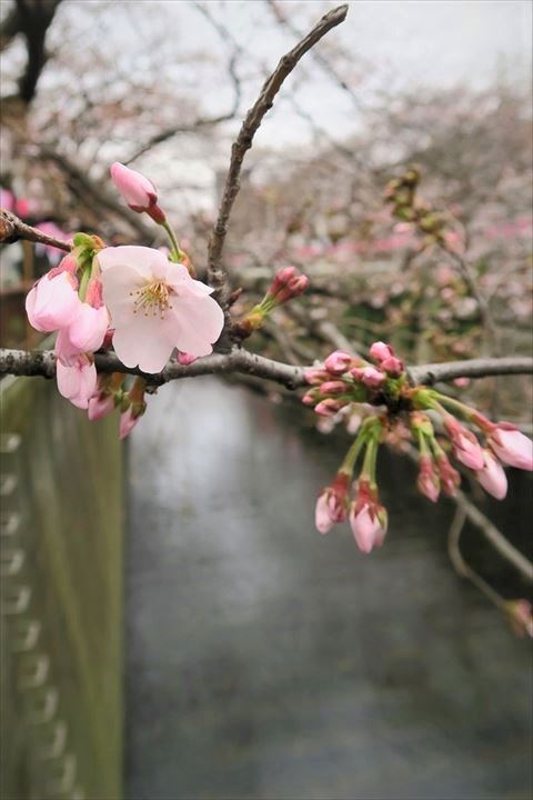一分咲き