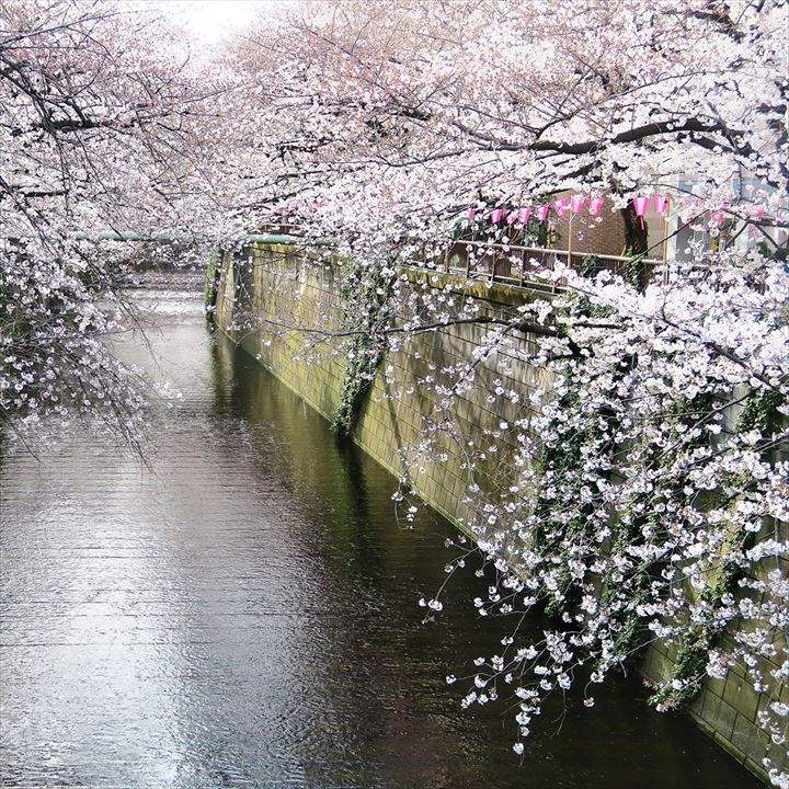 六分咲き