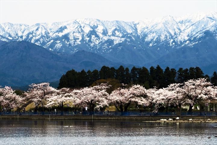 <"五頭山と桜"