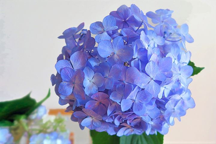 紫陽花