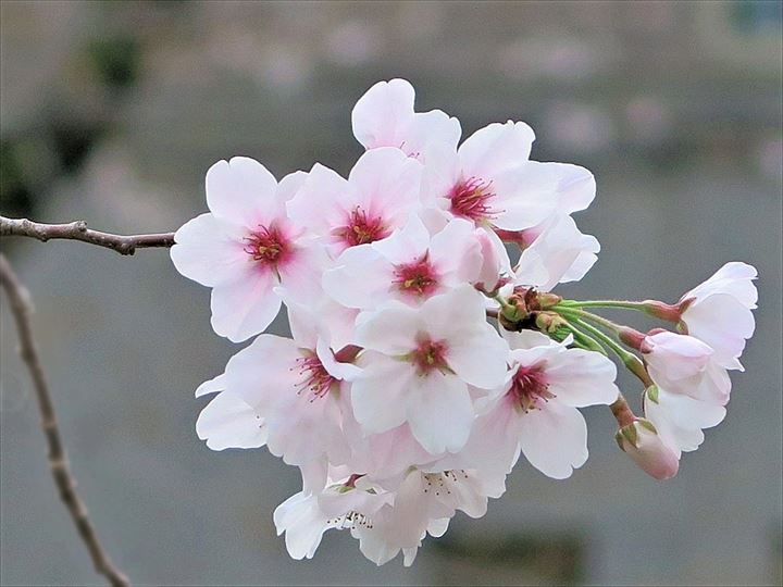 CherryBlossom
