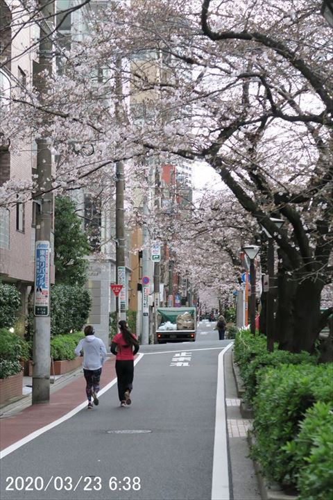 CherryBlossom