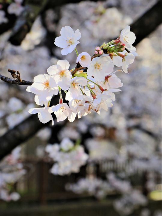 目黒川の桜