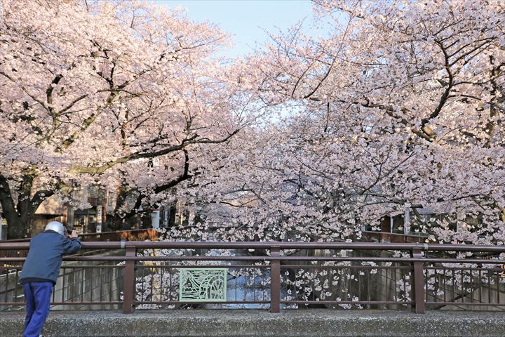 目黒川の桜