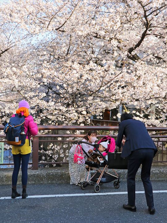 目黒川の桜
