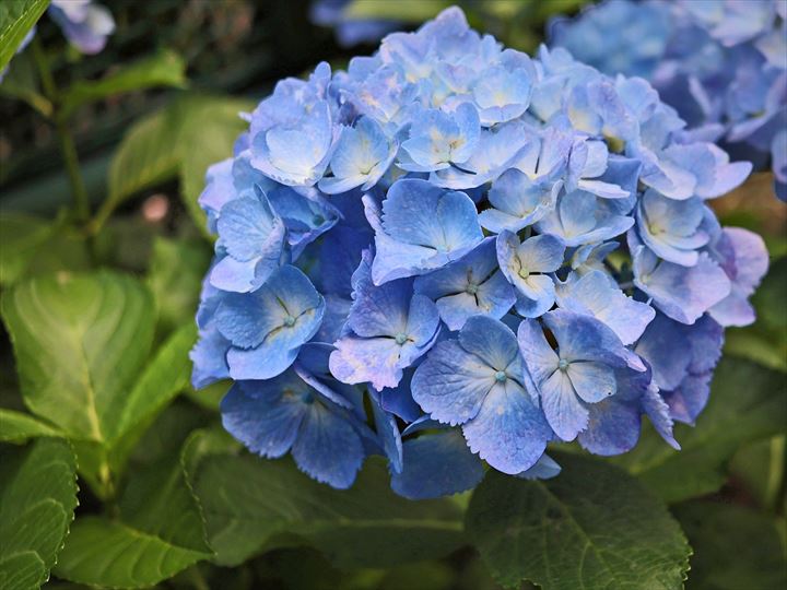 紫陽花