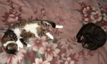 �䂪�Ƃ̉��q�ƕP