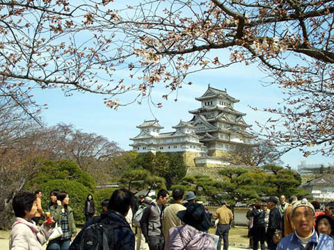 姫路城：西の丸より天守を望む。桜も満開