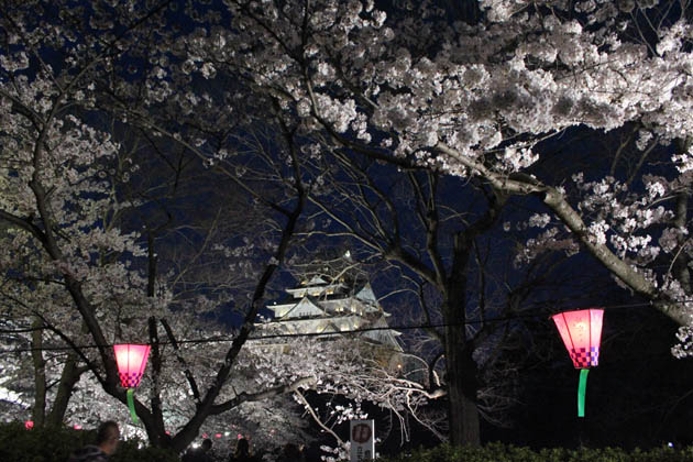 大坂城：ライトアップの桜に天守